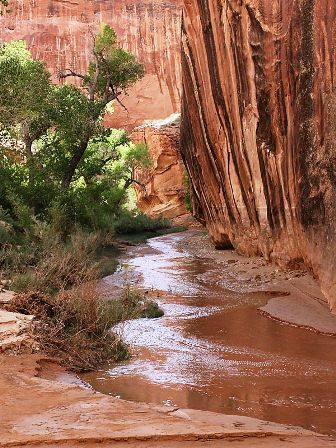 Canyon walls in Coyote Gulch, a tributary of the Escalante River in Utah, US